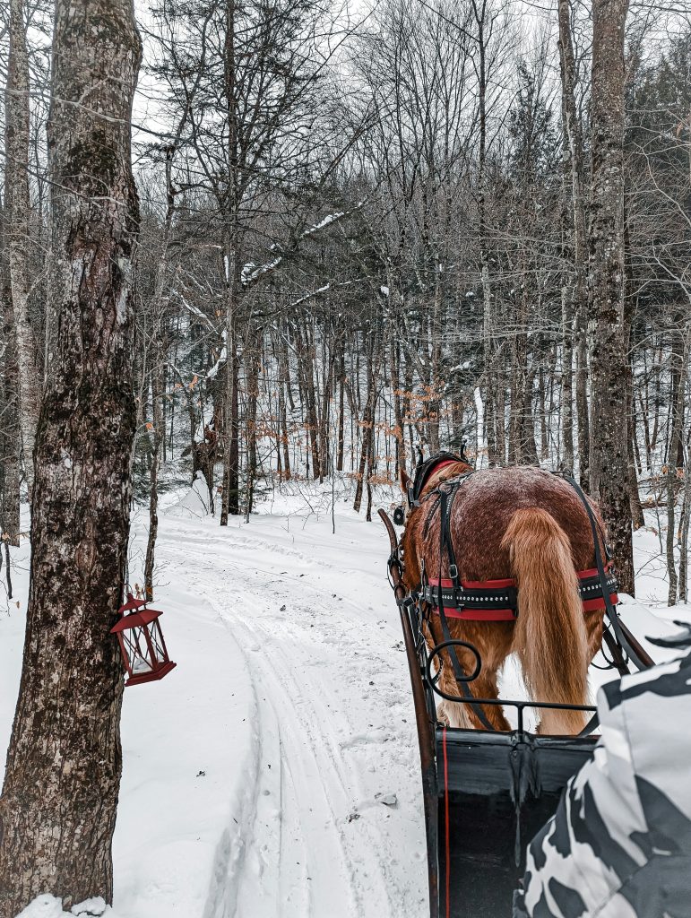 A horse-drawn wooden sleigh carrying passengers through a silent, heavily snow-covered pine forest.