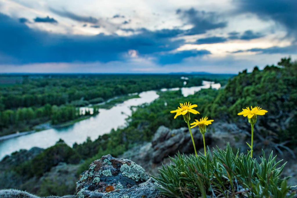 Scenic Overlook of Snake River from Cress Creek A high-angle view of the winding Snake River reflecting the sky, framed by yellow wildflowers in the foreground and rolling green hills in the distance.